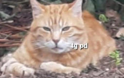 UEC Animals Fights 1v1